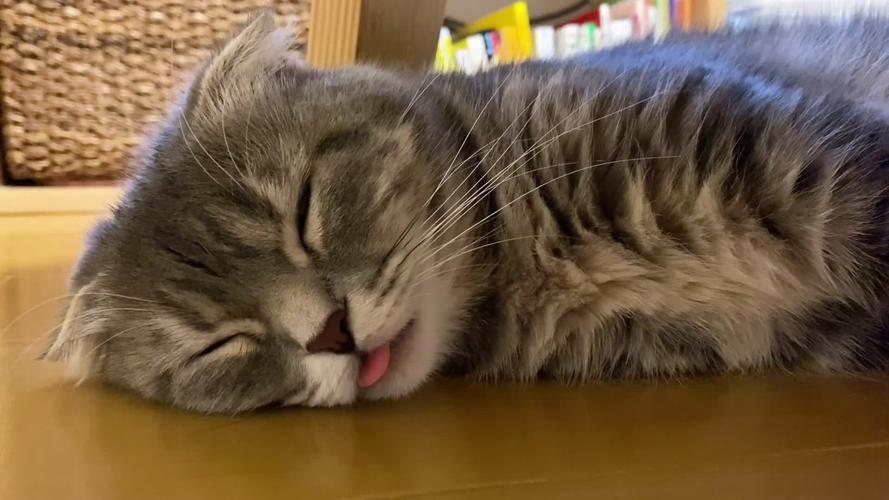 猫咪睡觉吐舌头,猫咪睡觉吐舌头是为什么,小猫舔舌头怎么回事？