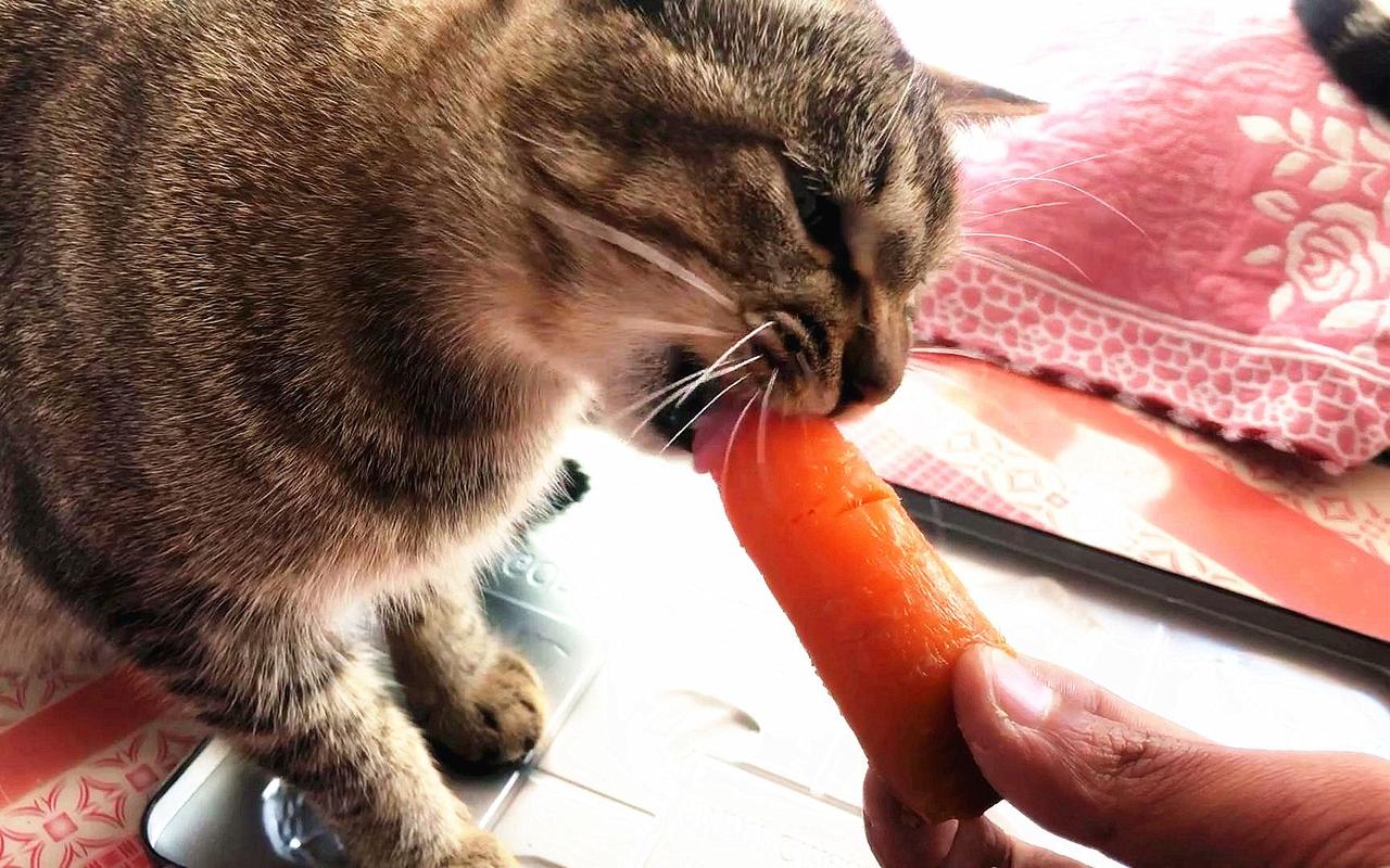 猫咪吃胡萝卜吗,猫咪吃胡萝卜吗会中毒吗,猫吃胡萝卜的好处？