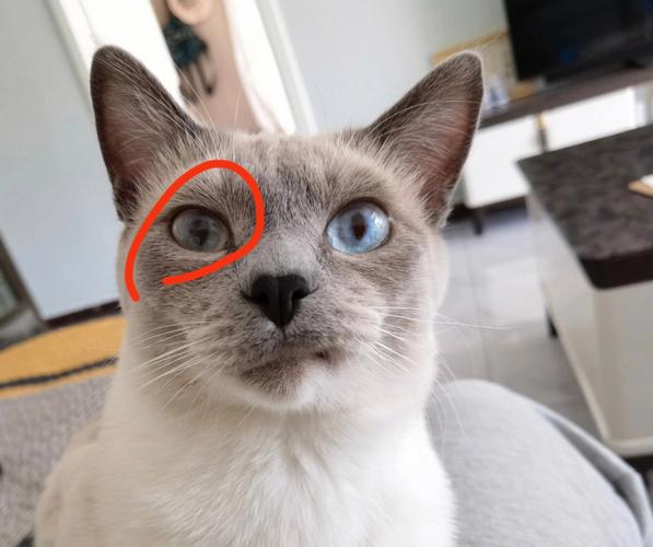 猫咪眼球浑浊,猫咪眼球浑浊充血,猫咪眼睛凹陷怎么回事？