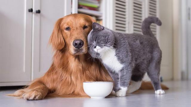狗最爱吃什么,狗最爱吃什么食物,小猫喜欢吃什么食物？