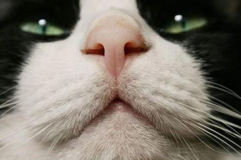猫咪的嗅觉,猫咪的嗅觉是人类的几倍,猫的鼻子可以嗅到多远？