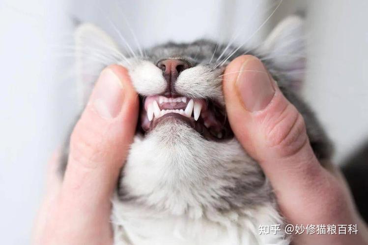 猫咪多大刷牙,猫咪多大刷牙比较好,猫咪几个月大的时候换牙？