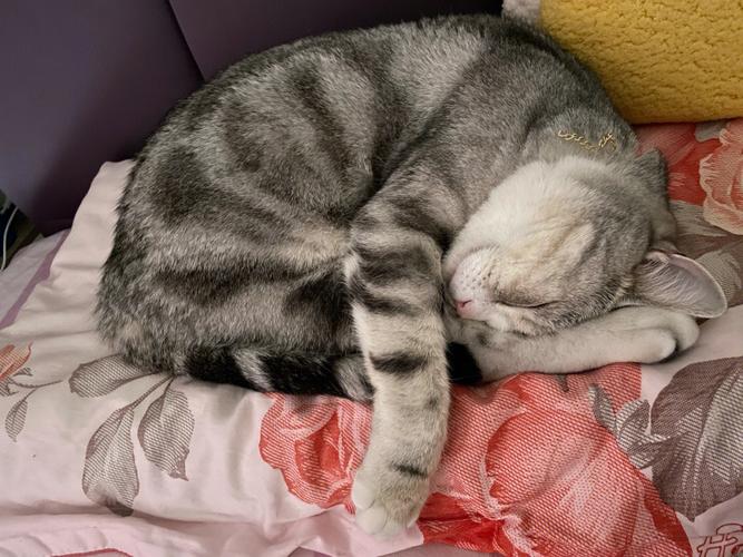 猫咪喜欢睡枕头,猫咪喜欢睡枕头是为什么,为什么猫总是喜欢钻被窝？