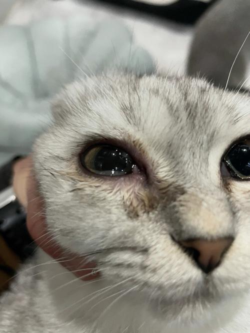 猫咪眼角发炎,猫咪眼角发炎怎么处理,猫咪闹眼病，一只眼睁不开，红肿流眼泪用什么药？