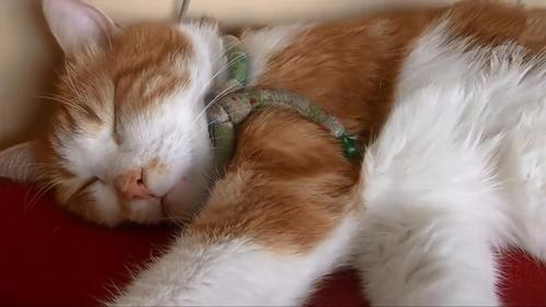 猫咪说梦话,猫咪说梦话嗷呜叫,剥夺猫的睡眠会怎么样？