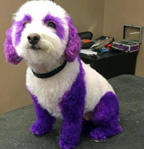 狗涂什么颜色,狗涂什么颜色好看,狗狗可以哪去染颜色的吗？