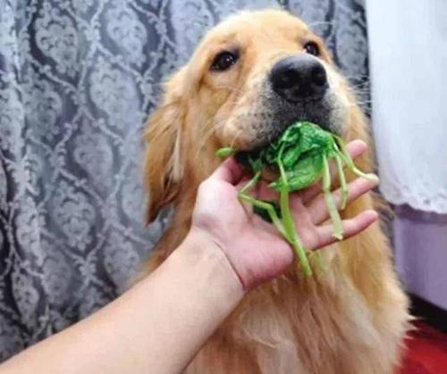 狗狗吃什么蔬菜好,狗狗吃什么蔬菜好消化,3个月的狗可以吃生菠菜吗？