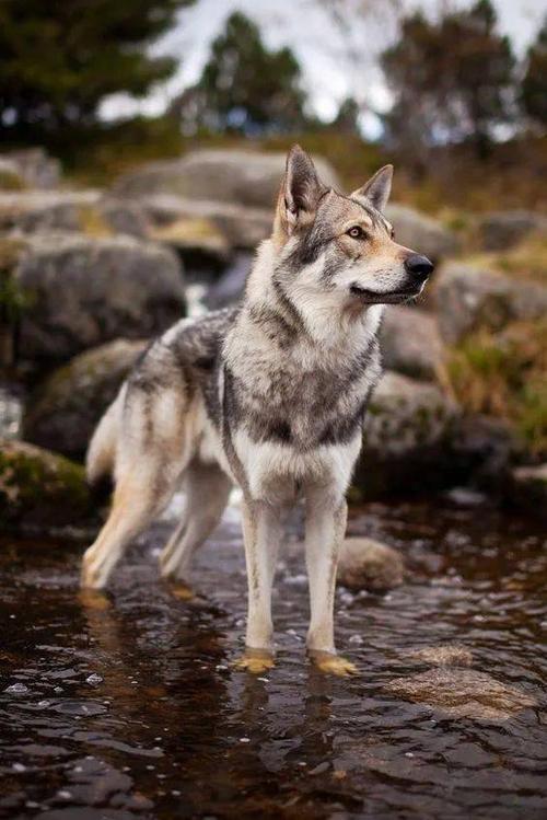 像狼的狗叫什么,像狼的狗叫什么名字,年轻的狗和老狗的别称？