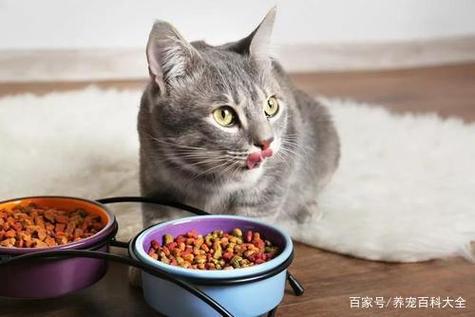 猫吃什么吐什么怎么办,,小猫咪不知道吃了什么一直吐怎么办？