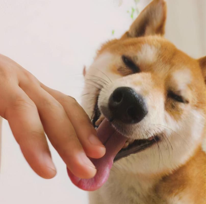 为什么狗喜欢舔人,为什么狗喜欢舔人的手,狗狗为什么喜欢用舌头舔人？代表什么意思？
