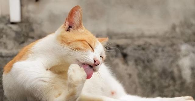 为什么猫一直舔毛,为什么猫一直舔毛毯,猫咪每天都会舔毛是什么原因？