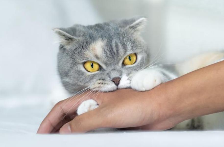 为什么猫老是咬人,为什么猫老是咬人手,猫为什么动不动就咬人？