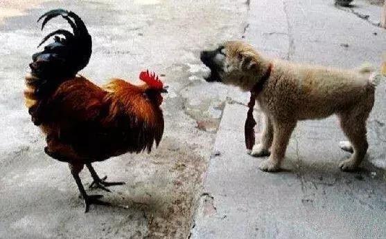 狗为什么咬鸡,狗为什么咬鸡不吃鸡,为什么狗吃了鸡骨头后会瘸腿？