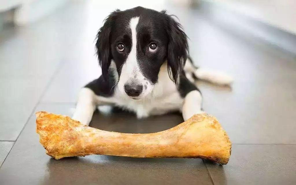 狗为什么能吃骨头,狗为什么能吃骨头能消化,狗吃骨头有什么好处？