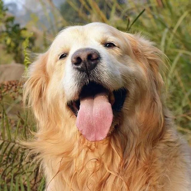 狗狗为什么伸舌头,狗狗为什么伸舌头喘气,狗狗一直伸舌头喘气是怎么了？