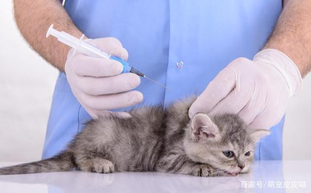 猫咪多大打疫苗,猫咪多大打疫苗是最佳时期,小猫多大养？