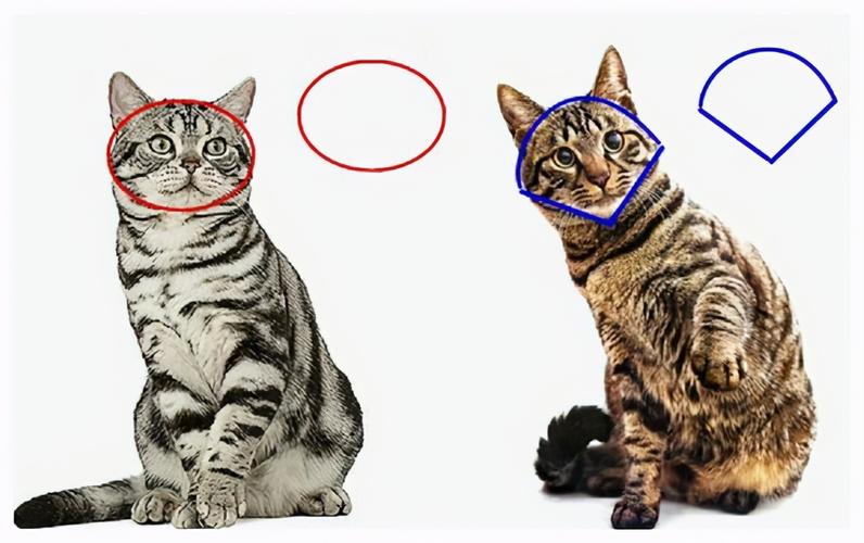 猫什么时候成年,猫什么时候成年期,猫多久成年期？