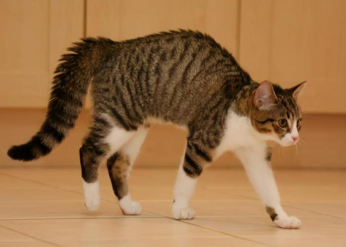 猫咪弓着背走路,猫咪弓着背走路是为什么,猫咪弓起背贴着你走？