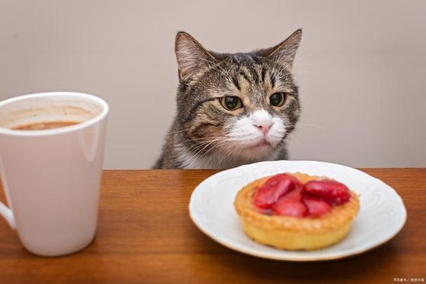 猫咪能吃饼干吗,猫咪能吃饼干吗?,猫咪能吃饼干么？