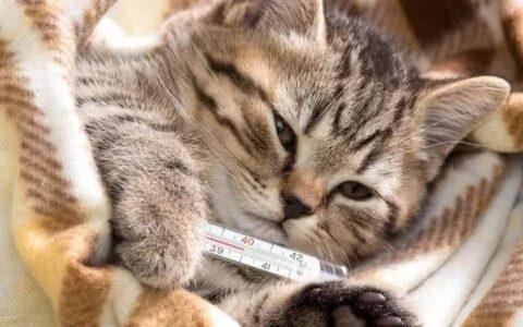 猫咪感冒会传染吗,猫咪感冒会传染给其他猫吗,猫感冒会传染给人吗？