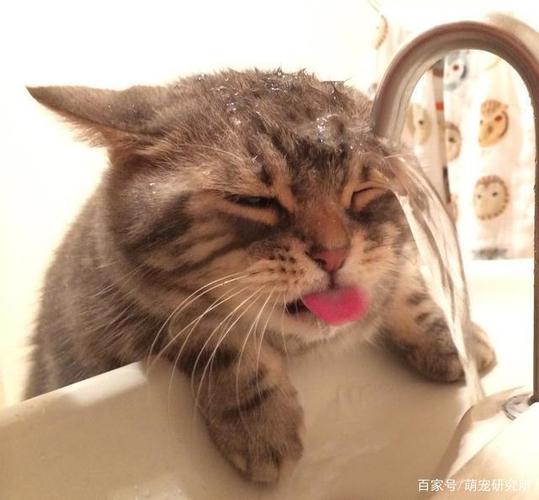 猫咪脱水症状,猫咪脱水症状表现有哪些,小奶猫脱水自救方法？