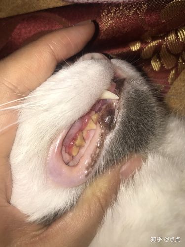 猫咪牙结石图片,猫咪牙结石图片大全,如何清除猫咪的牙结石？