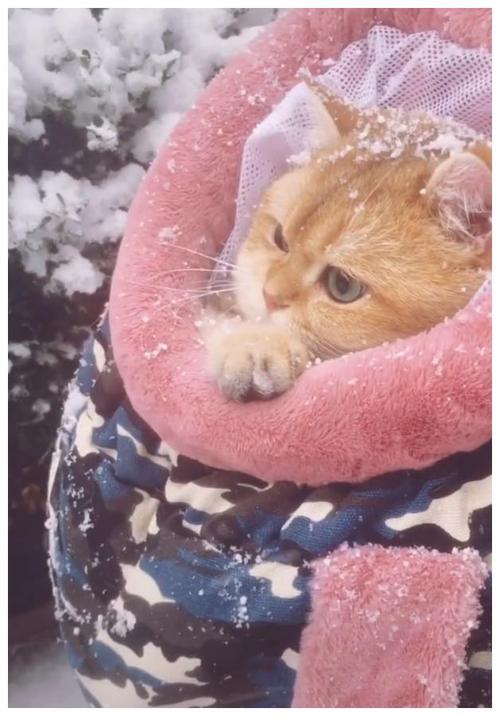 猫咪冬天怕冷吗,猫咪冬天怕冷吗需要盖被子吗,猫冬天怕冷吗？