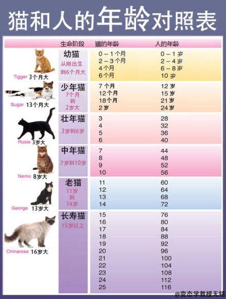 猫咪年龄对照表,猫咪年龄对照表图片,猫一年相当于人的几岁？