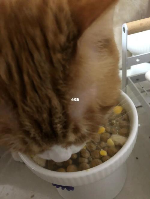 猫咪吃三金片,猫咪吃三金片用量,猫咪尿闭后每天喂多少水？