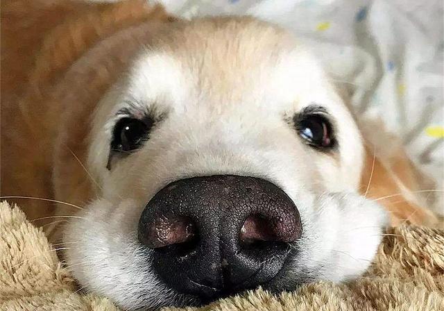 狗鼻子像什么,狗鼻子像什么 比喻句,小狗的鼻子怎么形容？
