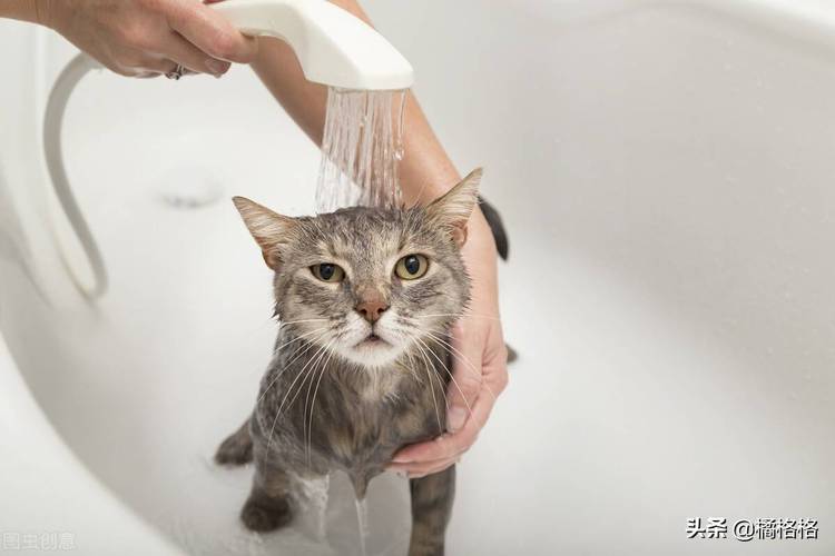 猫咪洗澡水温,猫咪洗澡水温度一般多少度,猫洗澡时用什么水温最好？