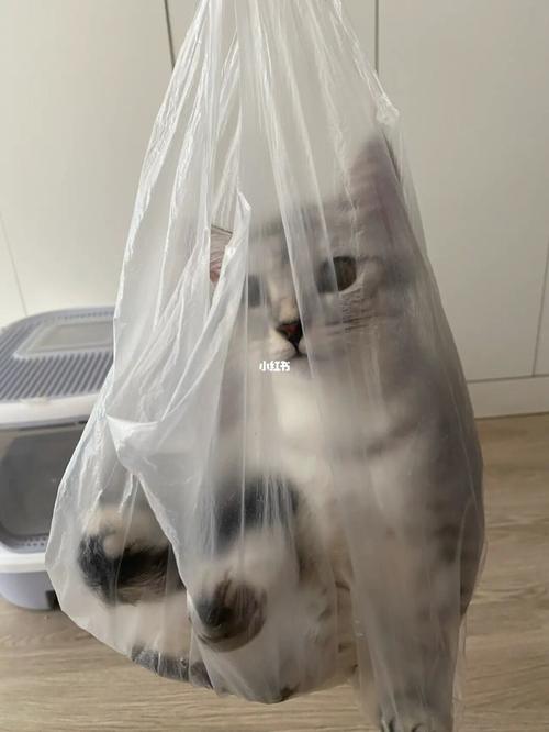 猫咪吃了塑料袋,猫咪吃了塑料袋怎么办,猫吃塑料袋能消化吗？