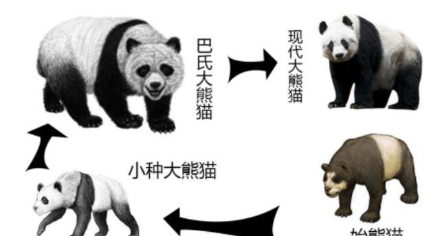 猫咪的祖先,猫咪的祖先是什么动物,猫的祖先是熊猫吗？