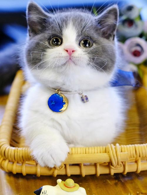 最可爱的猫是什么猫,世界上最可爱的猫是什么猫,最便宜的猫咪品种？