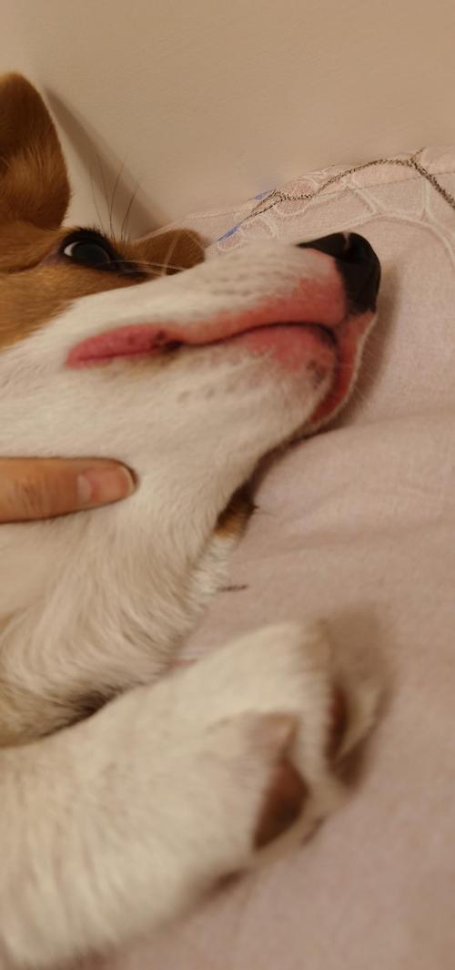 狗狗对什么过敏,狗狗对什么过敏会脸肿,怎么化验狗狗什么东西过敏？