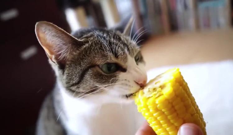 猫咪爱吃玉米,猫咪爱吃玉米的原因,猫吃玉米有什么好处？