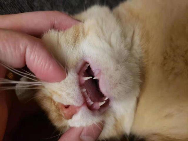 猫咪多大长牙,猫咪多大长牙齿,小猫几个月长牙？