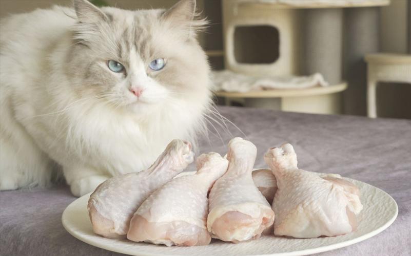 猫咪能吃鸡腿吗,猫咪能吃鸡腿吗 有点咸,猫咪能吃鸡头吗？