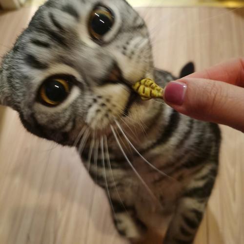 猫咪可以吃饼干吗,猫咪可以吃饼干吗?,猫咪能吃饼干吗？