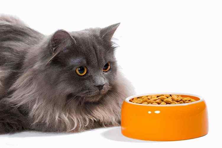 小猫为什么不吃东西,小猫为什么不吃东西一直叫,猫不吃粮是怎么回事？
