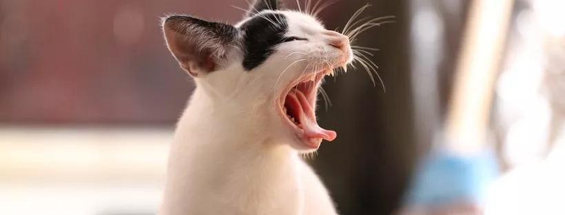 猫咪哮喘症状,猫咪哮喘症状怎么治,猫咪气管一直响是怎么回事？