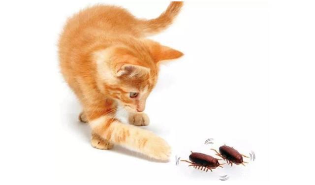 猫咪吃蟑螂吗,猫咪吃蟑螂吗会中毒吗,猫吃蟑螂会不会有事？