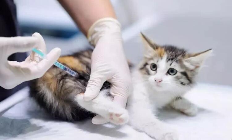 猫咪打完疫苗拉稀,猫咪打完疫苗拉稀正常吗,狗狗打完疫苗后拉肚子怎么回事？（急——）？