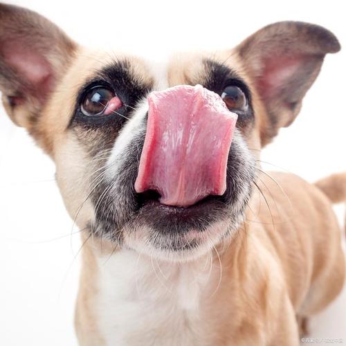 狗为什么舔鼻子,狗为什么舔鼻子和嘴巴,为什么小狗一直张嘴舔舌头？
