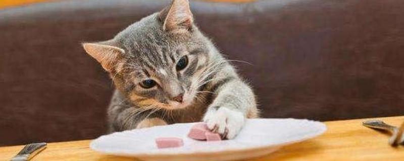 猫咪能吃鸡肝吗,猫咪能吃鸡肝吗煮熟的,美短猫能吃鸡肝吗？