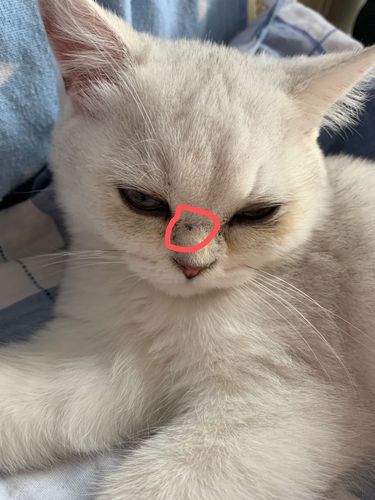 猫咪鼻子很干,猫咪鼻子很干是什么原因,小猫鼻子干是怎么回事？