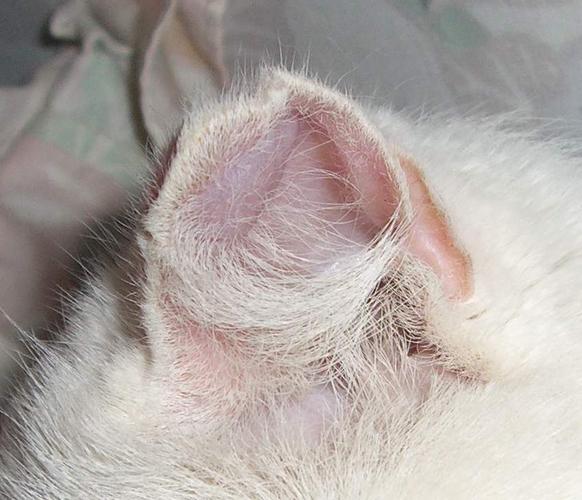 猫咪耳朵冰凉,猫咪耳朵冰凉是怎么了,猫病了，耳朵冰凉，求高手指点？