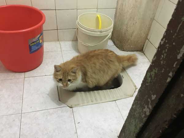 猫咪一直上厕所,猫频繁去猫砂盆每次都尿一点,如何改掉猫咪到处拉尿？