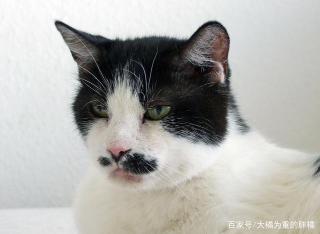 猫咪胡子变黑,猫咪胡子变黑是什么原因,猫的胡须为什么是白的？