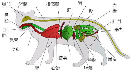 猫咪解剖图,猫咪解剖图内脏,猫都有双耳吗？
